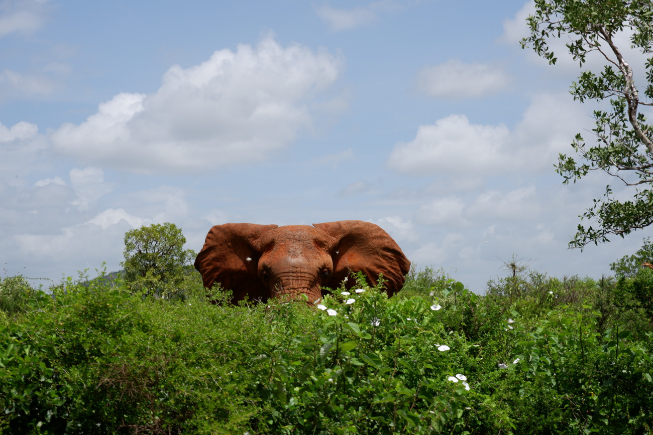 my-worth-is-a-wandering-elephant-astray